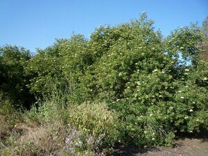Sambucus nigra-caerulea Plant